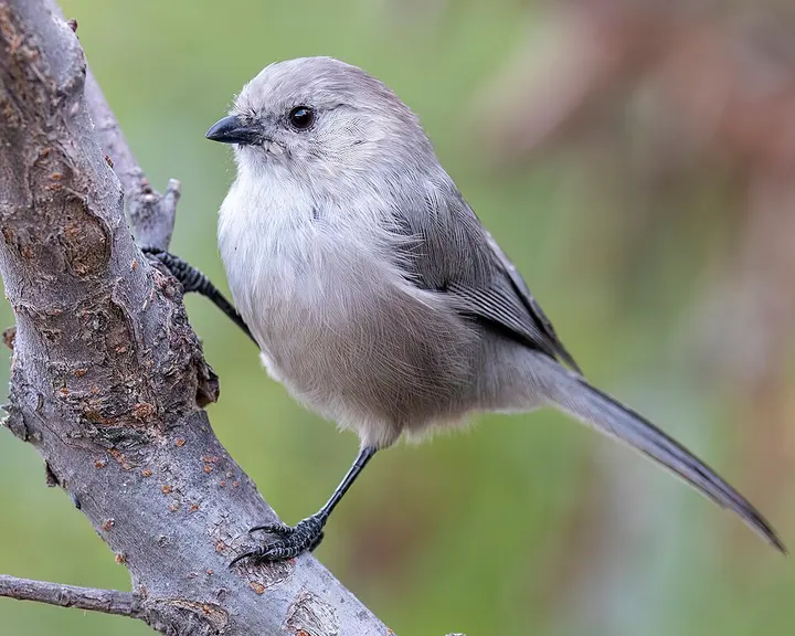 American bushtit