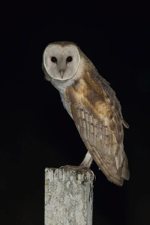 Barn owl