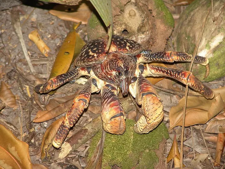 Coconut crab
