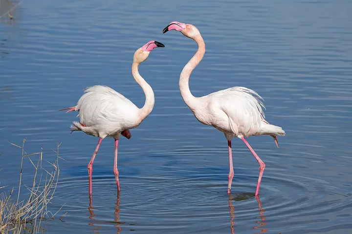 Greater flamingo
