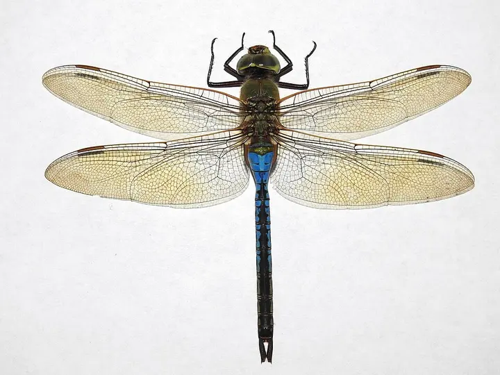 Green darner