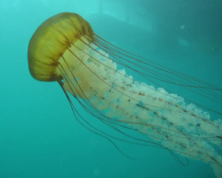 Pacific sea nettle