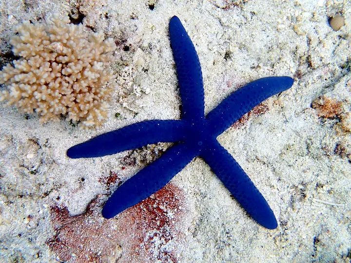 Blue sea star
