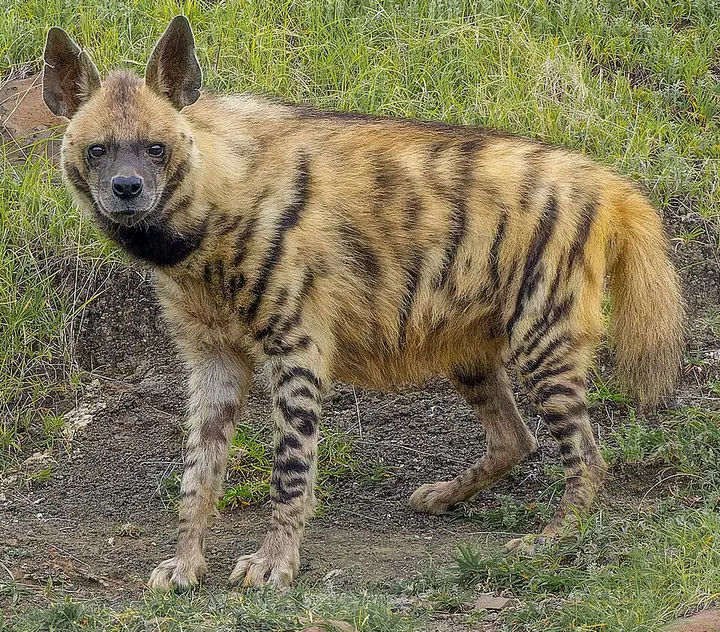 Striped hyena