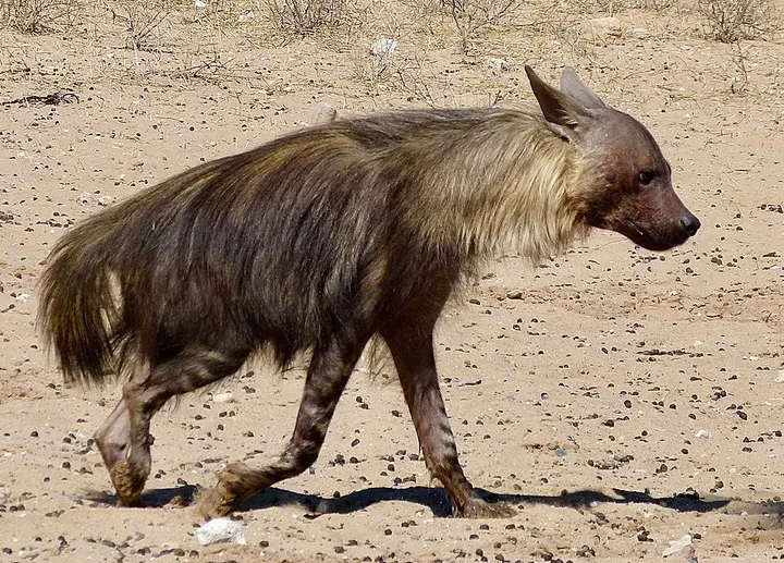 Brown hyena
