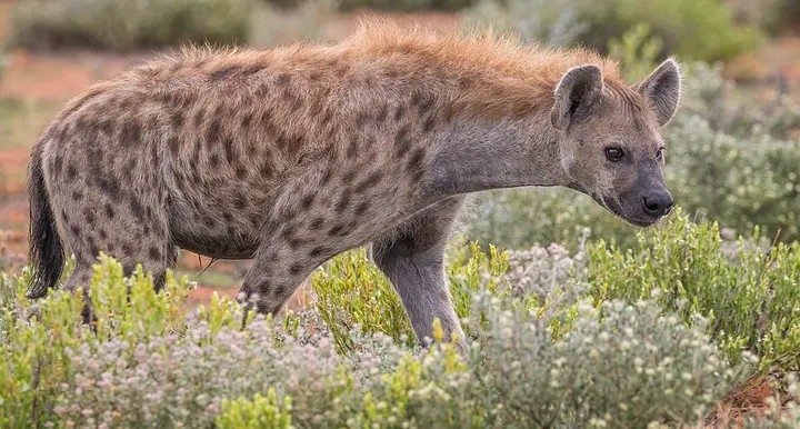 Spotted hyena