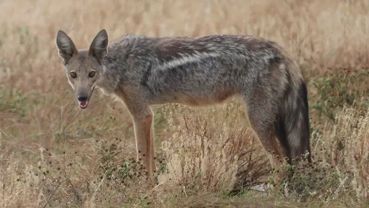 Side-striped jackal
