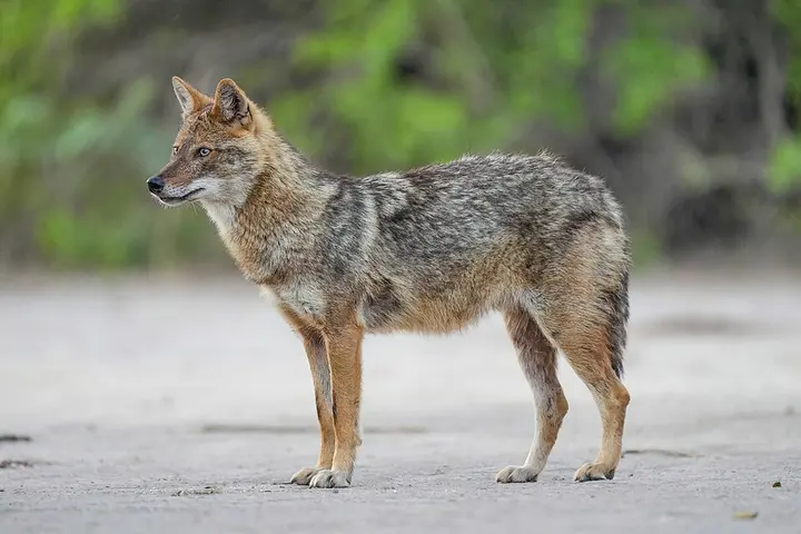 Golden jackal