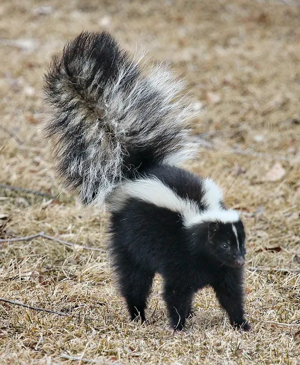 Striped skunk