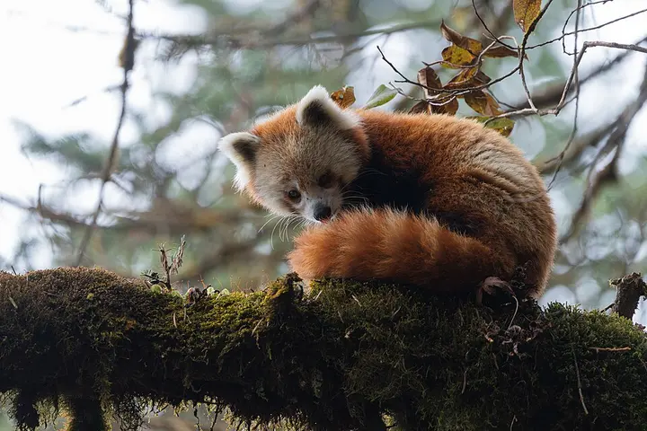 Red panda