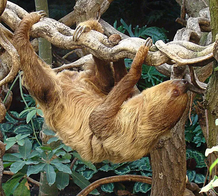 Linnaeus's two-toed sloth