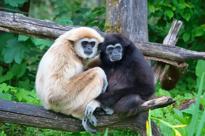 Lar gibbon