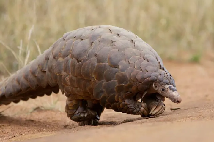 Ground pangolin