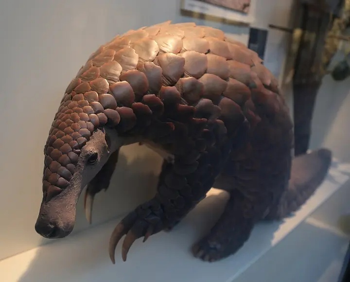 Giant pangolin