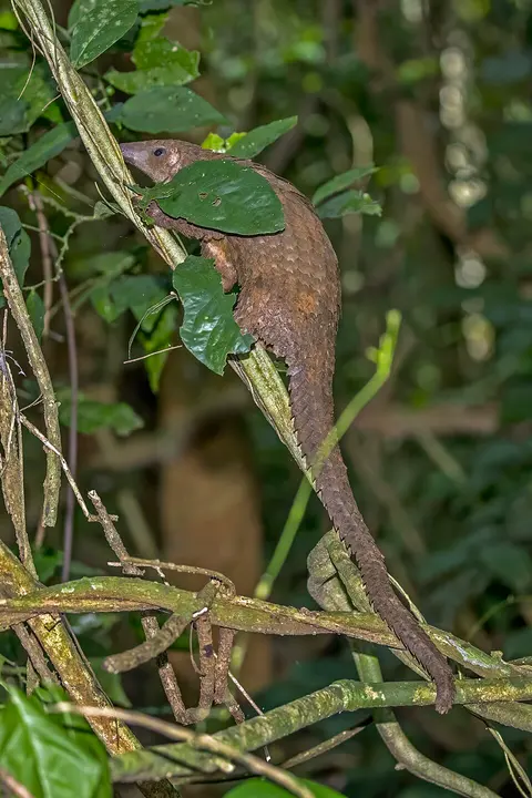 White-bellied pangolin