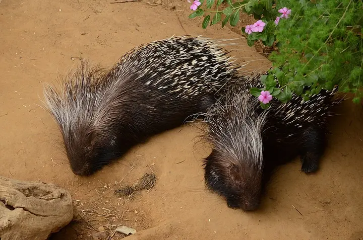 Cape porcupine