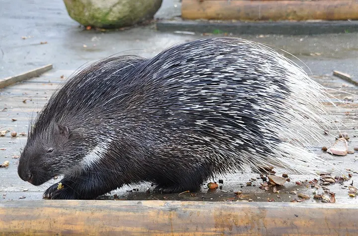 Crested porcupine