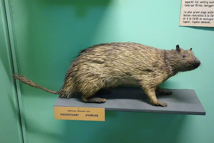 African brush-tailed porcupine