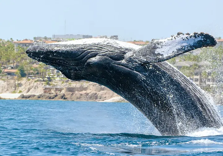 Humpback whale