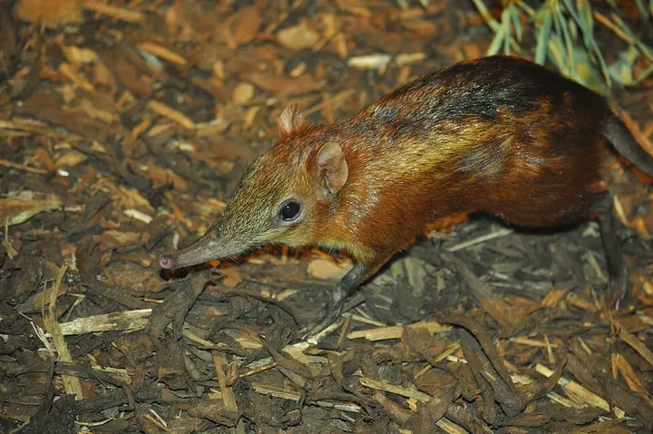 Chequered elephant shrew