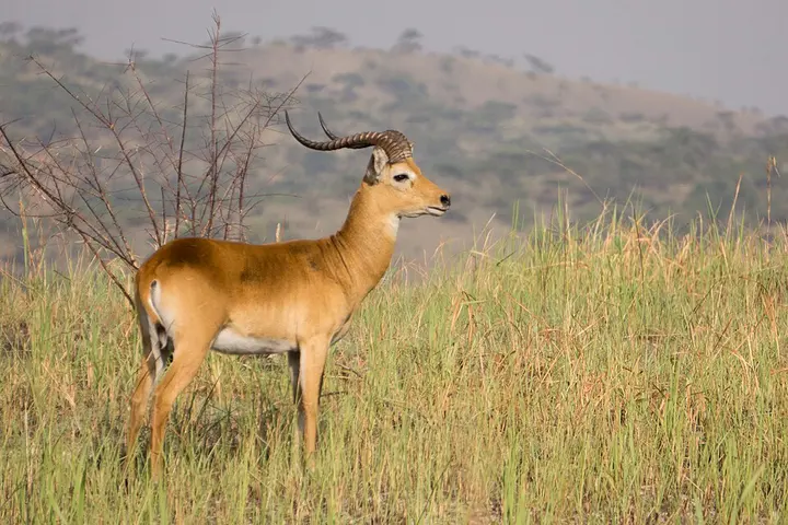 Kob