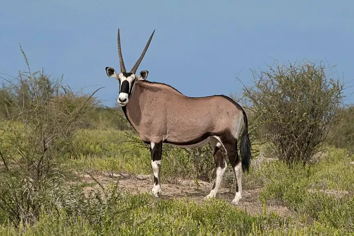 Gemsbok