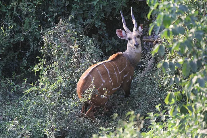 Bushbuck