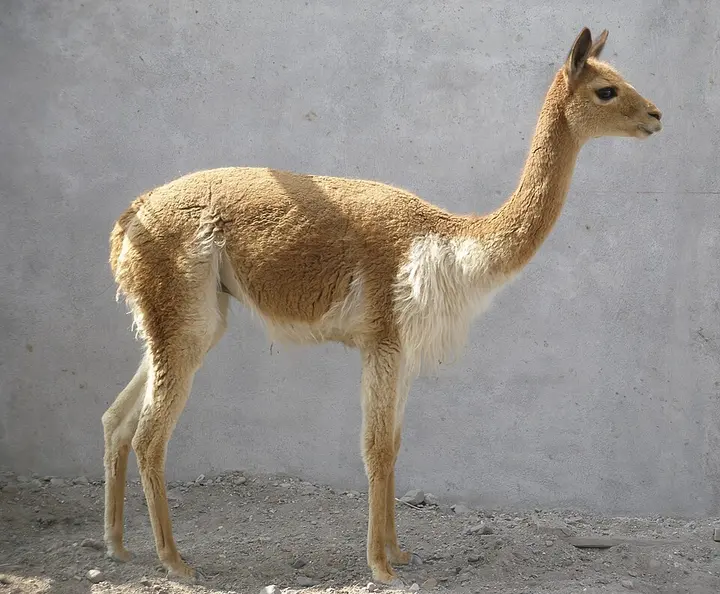Vicuña