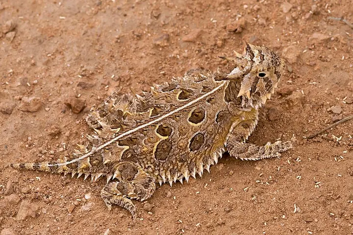 Texas horned lizard