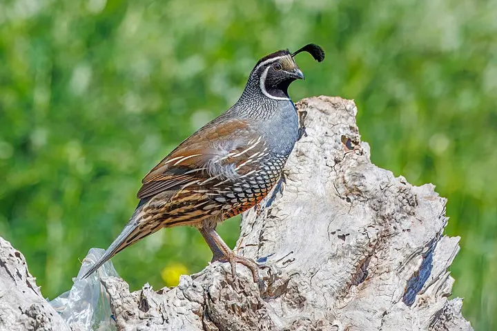 California quail