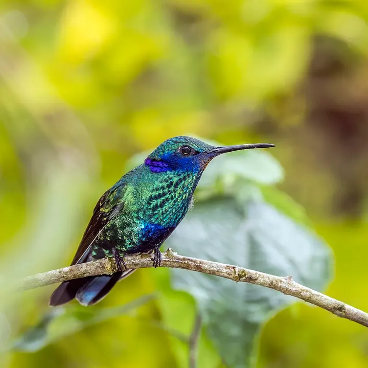 Sparkling violetear