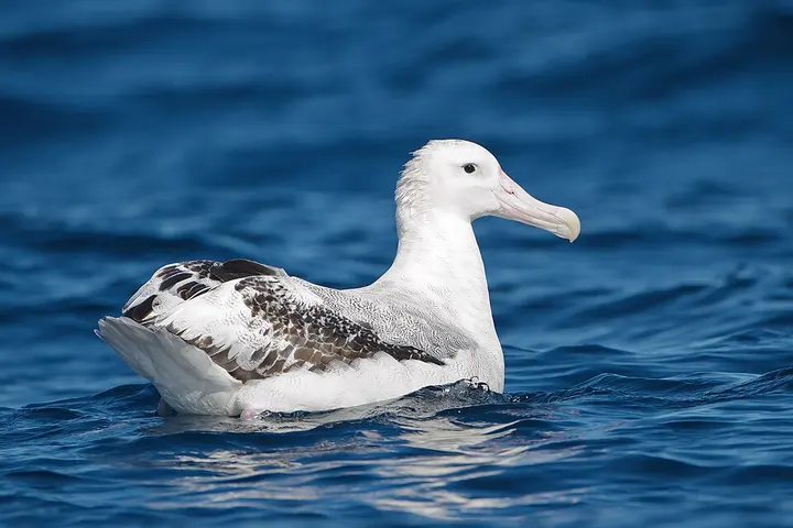 Snowy albatross