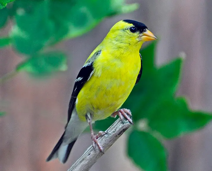 American goldfinch
