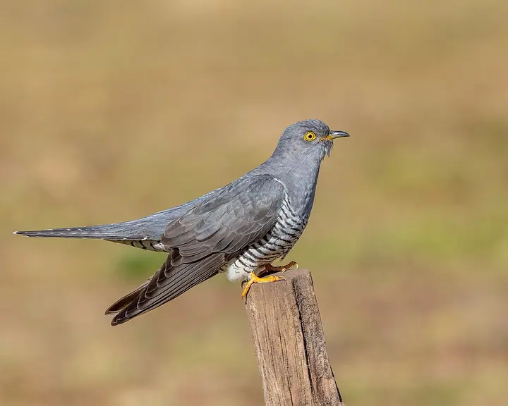 Common cuckoo