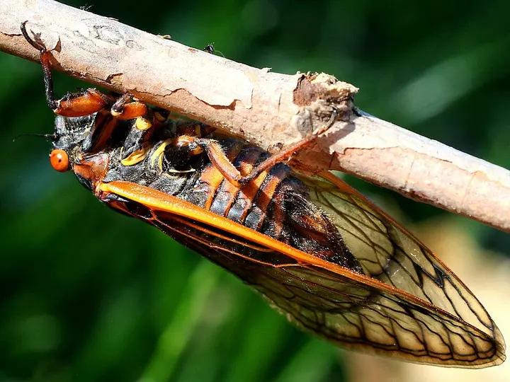 17-year cicada