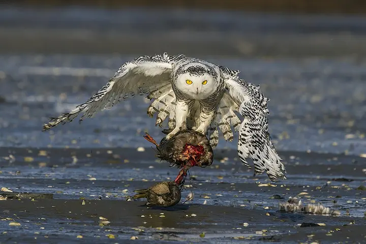 Snowy owl