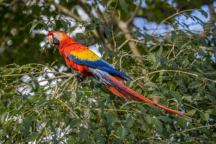 Scarlet macaw