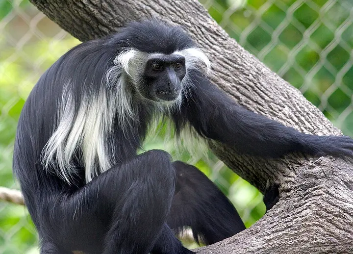 Angola colobus