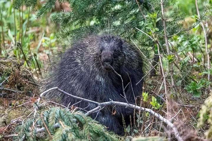 North American porcupine