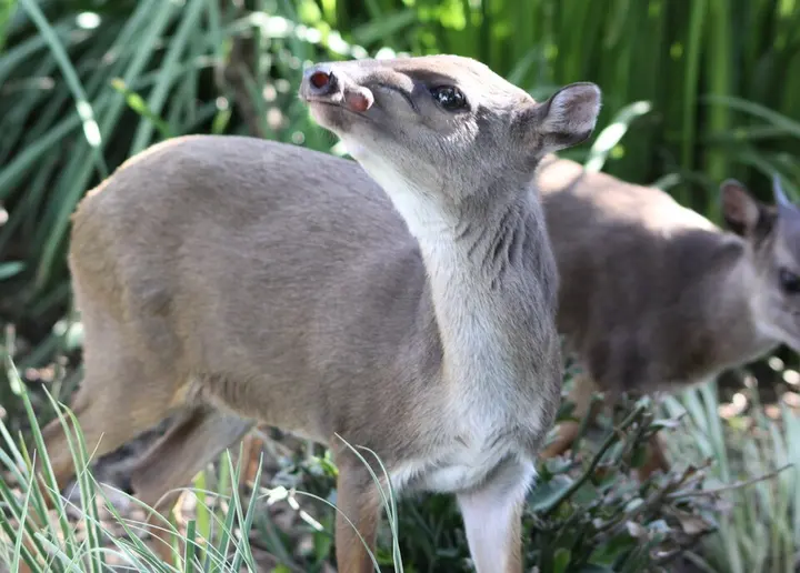 Blue duiker