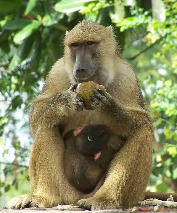 Yellow baboon