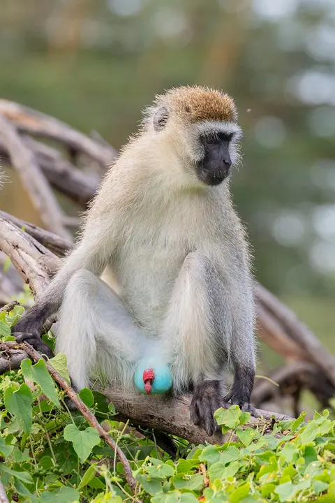 Vervet monkey