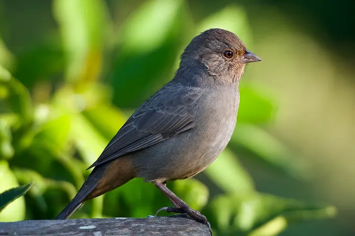 California towhee
