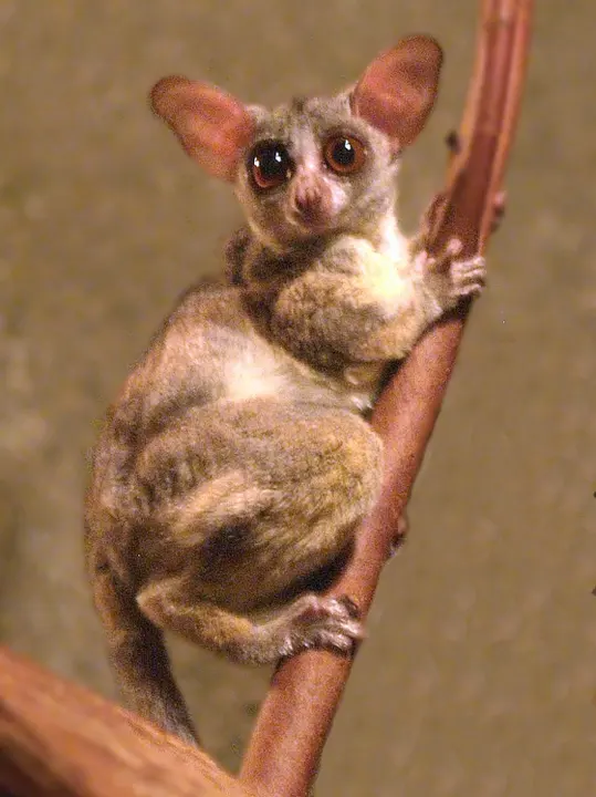 Lesser bush baby