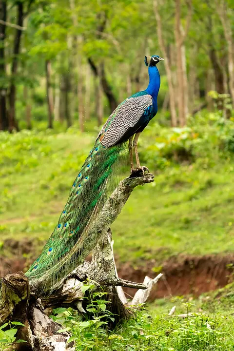 Indian peafowl