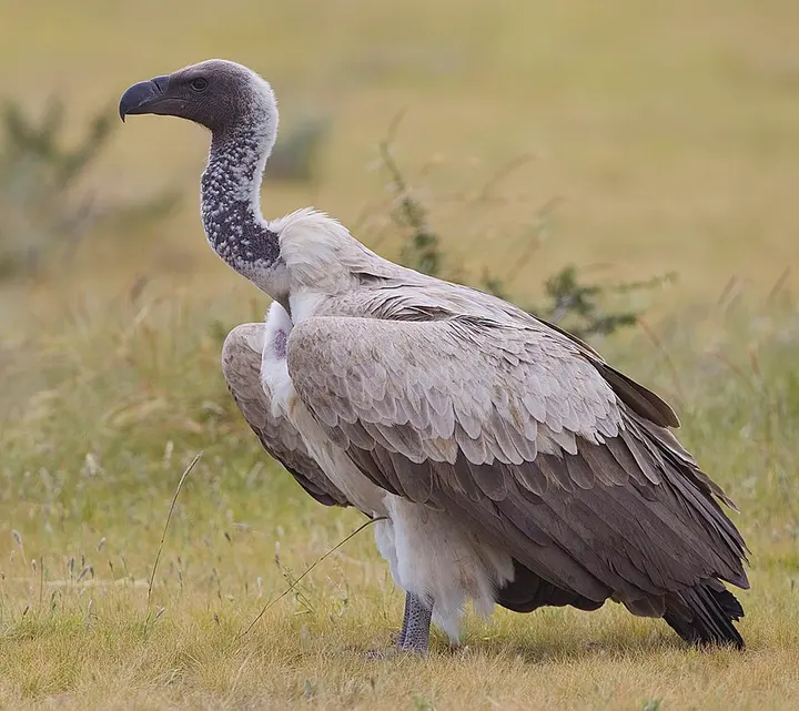 White-backed vulture