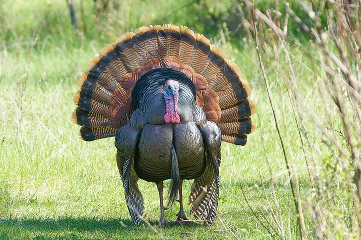 Wild turkey