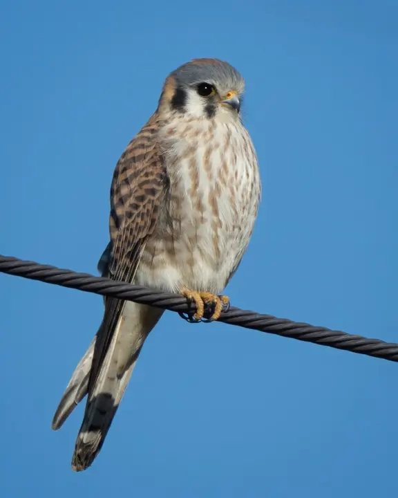 American kestrel