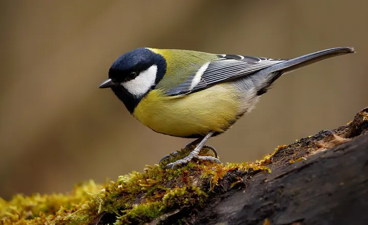 Great tit