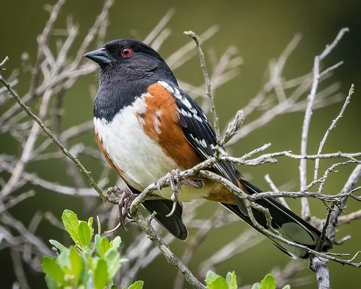 Spotted towhee